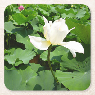 Dessous De Verre Carré Fleur Lotus blanche