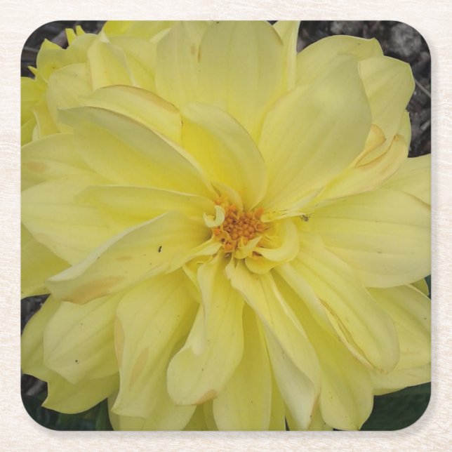 Dessous De Verre Carré Fleur Macro Jaune Dahlia (Devant)