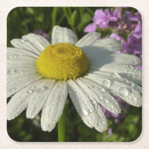 Dessous De Verre Carré Fleur sauvage Daisy et Summer Lilac
