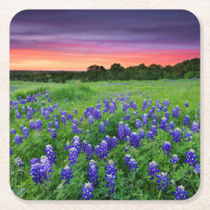 Dessous De Verre Carré Fleurs   Bluebonnets à Sunset Texas