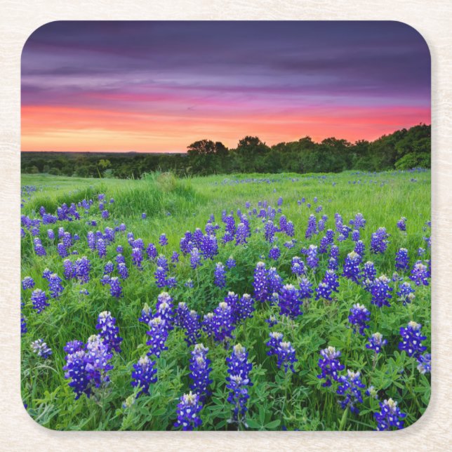 Dessous De Verre Carré Fleurs | Bluebonnets à Sunset Texas (Devant)