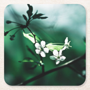 Dessous De Verre Carré Fleurs de cerisiers blancs
