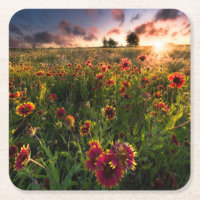 Fleurs | Fleur sauvage indien Texas
