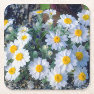 Dessous De Verre Carré Fleurs sauvages de pâquerette laineuse
