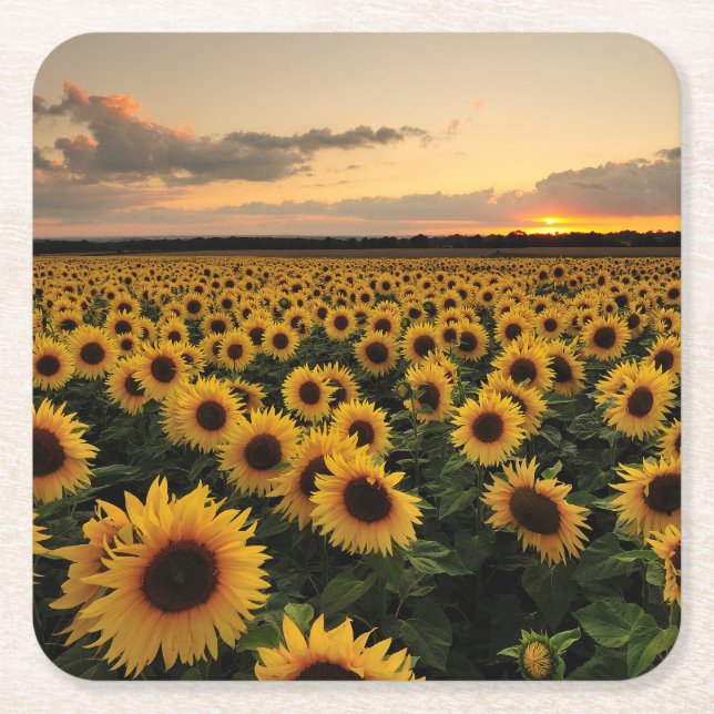 Dessous De Verre Carré Fleurs | Terrain de tournesol (Devant)