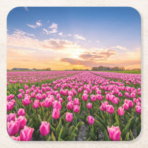 Dessous De Verre Carré Fleurs   Tulips Holland Sud, Pays-Bas