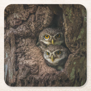 Dessous De Verre Carré Forest   Deux Owls Looking