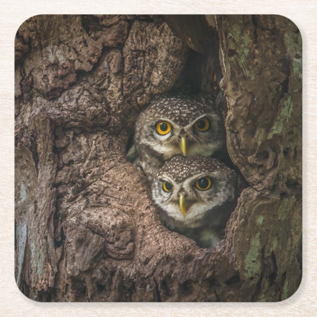 Dessous De Verre Carré Forest | Deux Owls Looking (Devant)