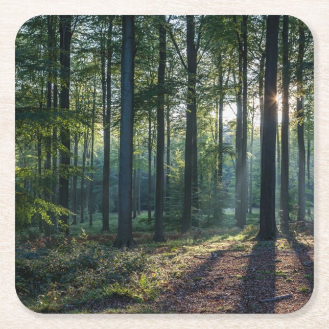 Dessous De Verre Carré Forests | Black Forest Germany (Devant)
