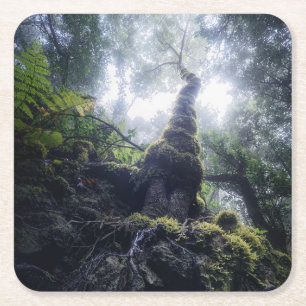 Dessous De Verre Carré Forêt Anaga Parc rural Îles Canaries