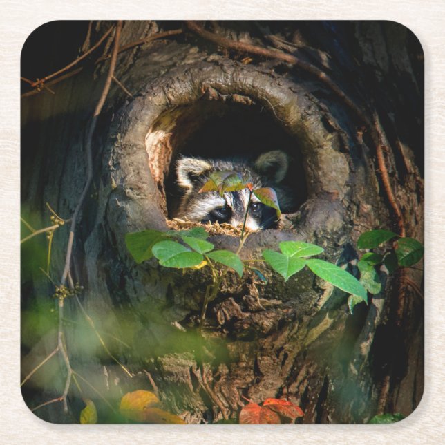Dessous De Verre Carré Forêt | Raccoon Peeking (Devant)