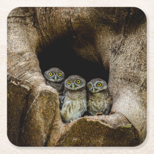 Dessous De Verre Carré Forêt   Trois Chouettes
