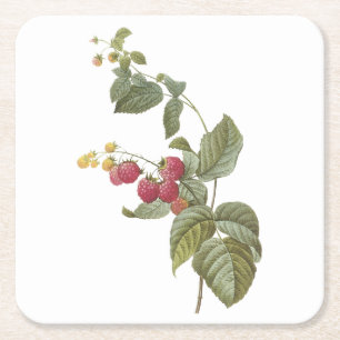 Dessous De Verre Carré framboise (Rubus sp.) par Redouté