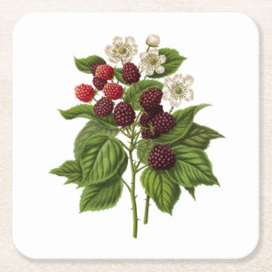 Dessous De Verre Carré Fruits : A014 Blackberry -
