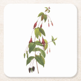 Dessous De Verre Carré fuchsia écarlate (Fuchsia coccinea) par Redouté