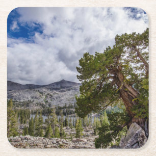 Dessous De Verre Carré Genévrier de la Sierra et arbres à feuilles persis