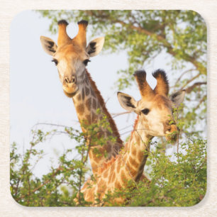 Dessous De Verre Carré Girafes dépassant de la végétation
