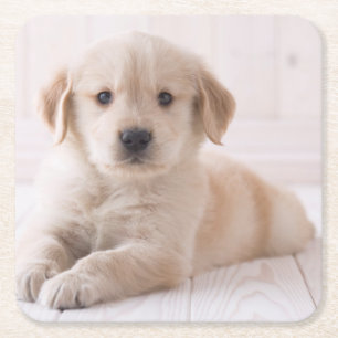 Dessous De Verre Carré Golden retriever se couchant