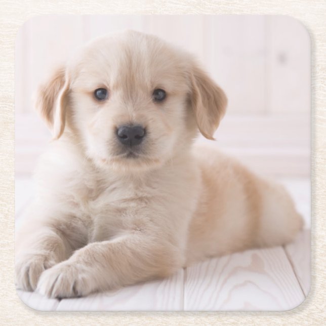 Dessous De Verre Carré Golden retriever se couchant (Devant)