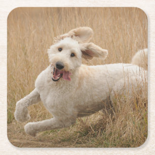 Dessous De Verre Carré Goldendoodle traverse l'herbe
