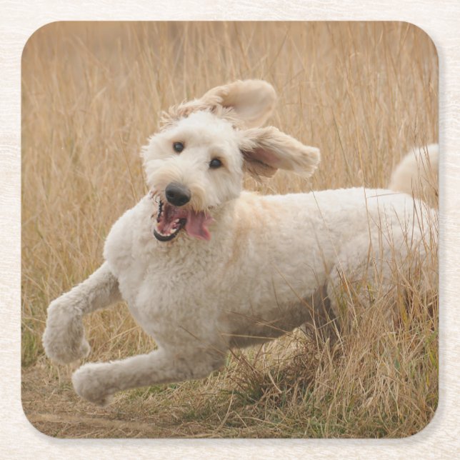Dessous De Verre Carré Goldendoodle traverse l'herbe (Devant)