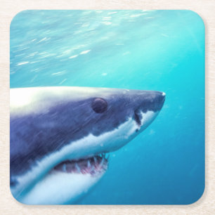 Dessous De Verre Carré Grand requin blanc Afrique du Sud