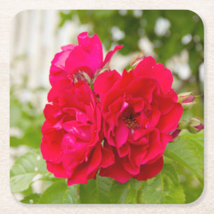 Dessous De Verre Carré Grandes roses rouges dans le jardin
