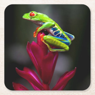 Dessous De Verre Carré Grenouille aux yeux rouges