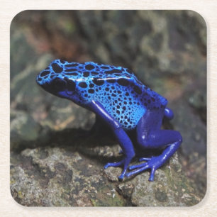 Dessous De Verre Carré Grenouille bleue poison, grenouille bleue vive