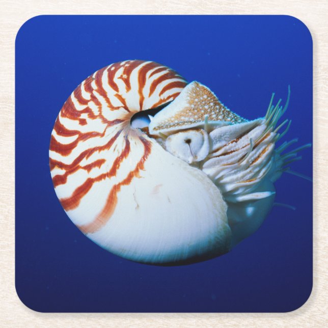 Dessous De Verre Carré Gros Plan De Chambres Nautilus (Devant)