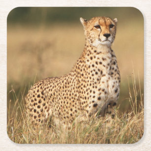 Dessous De Verre Carré Guépard sur un petit monticule pour une meilleure