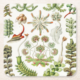 Dessous De Verre Carré Hepaticae Lebermoose par Ernst Haeckel