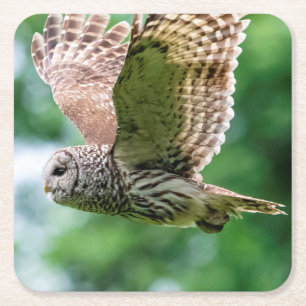 Dessous De Verre Carré Hibou barré en vol