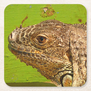 DESSOUS DE VERRE CARRÉ IGUANA