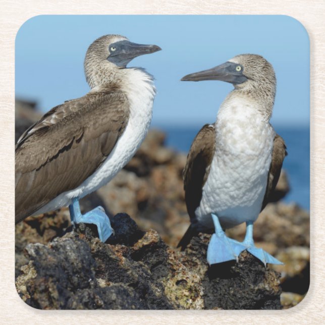 Dessous De Verre Carré Îles Galapagos, île d'Isabela (Devant)