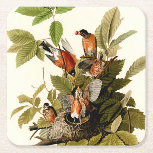 Dessous De Verre Carré Illustration Audubon American Robin Wildlife Bird