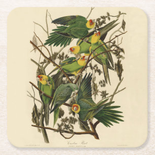 Dessous De Verre Carré Illustration Audubon Carolina Parrot Bird