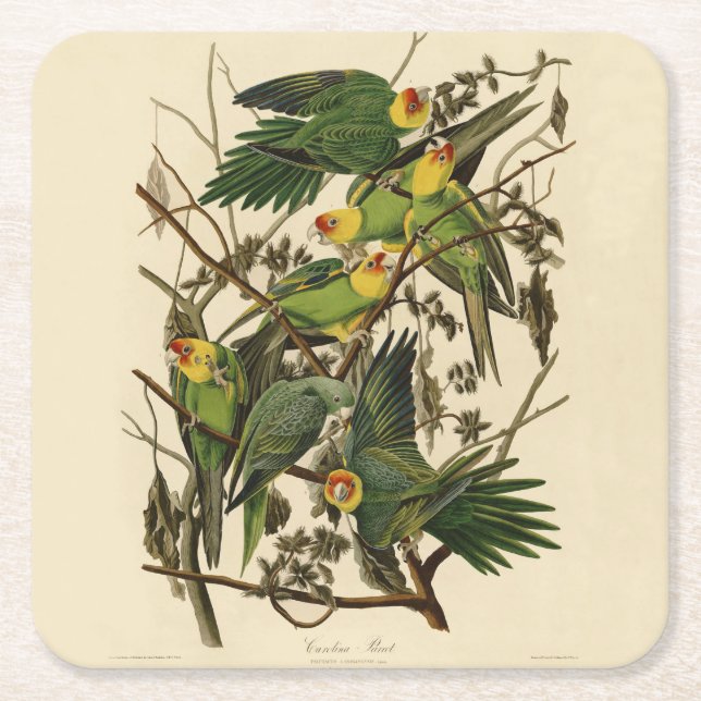 Dessous De Verre Carré Illustration Audubon Carolina Parrot Bird (Devant)
