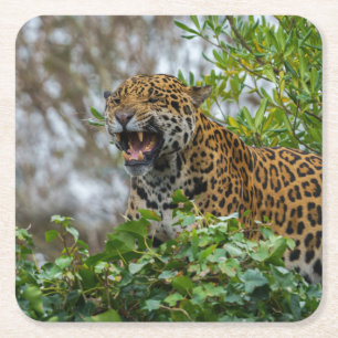 Dessous De Verre Carré Jaguar Growl