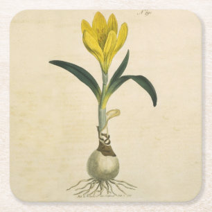 Dessous De Verre Carré Jardin botanique de tulipe Amaryllis Fleur