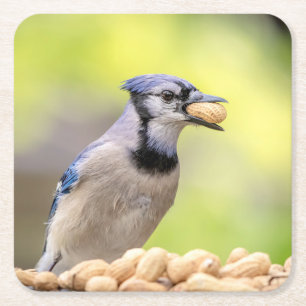 Dessous De Verre Carré Jay bleu avec arachide