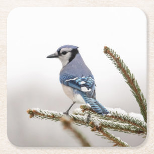 Dessous De Verre Carré Jay bleu en hiver