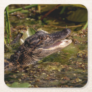 Dessous De Verre Carré Jeune alligator
