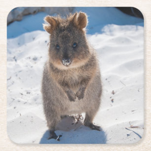 Dessous De Verre Carré Joyeux et mignon Quokka sur la plage
