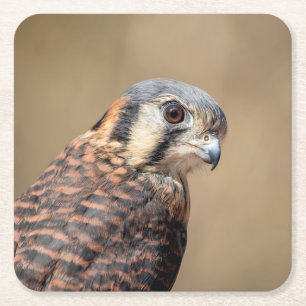 Dessous De Verre Carré Kestrel américain