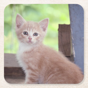 Dessous De Verre Carré Kitten