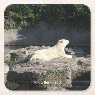 Dessous De Verre Carré Knut, Ours Polaire Zoo de Berlin