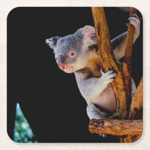 Dessous De Verre Carré Koala Cute en gris arbre