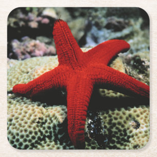 Dessous De Verre Carré La Mer Rouge des poissons   d'étoile