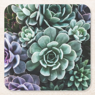 Dessous De Verre Carré La nature Plante verte Succulente